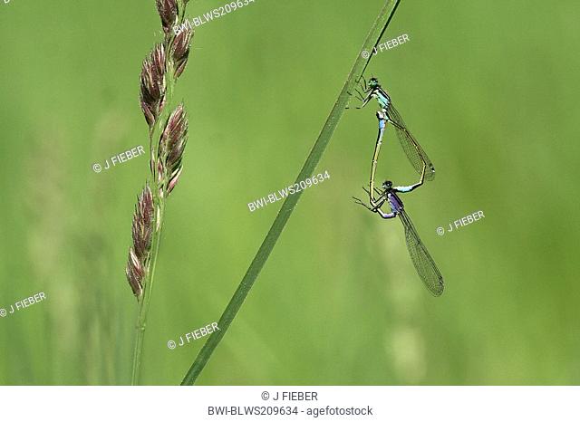 common ischnura, blue-tailed damselfly Ischnura elegans, maiting wheel, Germany, Rhineland-Palatinate
