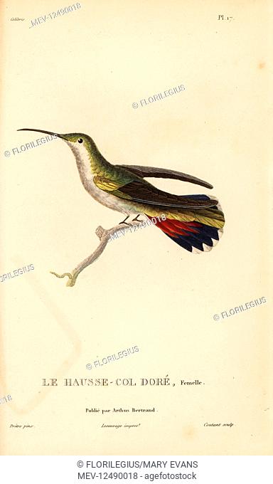 Antillean mango, Anthracothorax dominicus aurulentus (Trochilus aurulentus). Female. Handcolored steel engraving by Coutant after an illustration by...