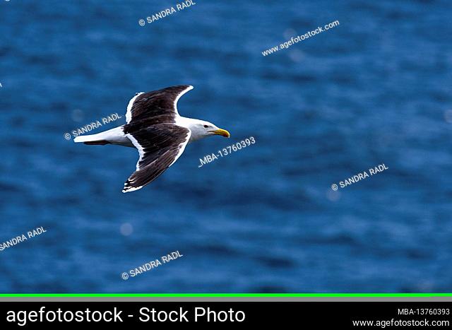 Black-headed gull over the sea, Isle of Noss, Scotland, Shetland Islands