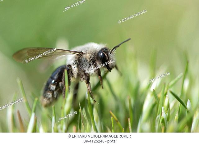 Ashy mining bee (Andrena cineraria), Emsland, Lower Saxony, Germany
