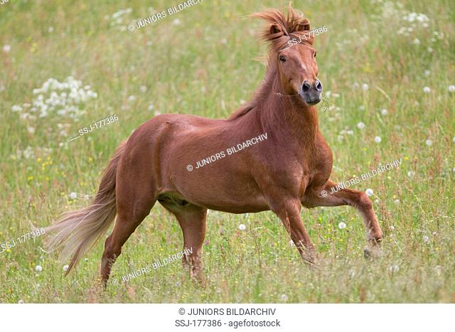 Icelandic Horse. Chestnut adult galloping on a meadow