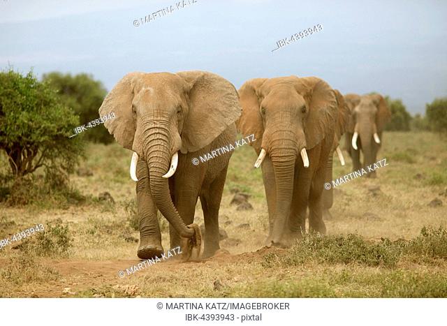 African elephants (Loxodonta africana), Amboseli National Park, Kajiado County, Kenya