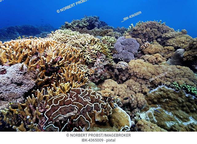 Underwater scenery, corals, various hard corals on reef, Great Barrier Reef, Queensland, Cairns, Pacific Ocean, Australia