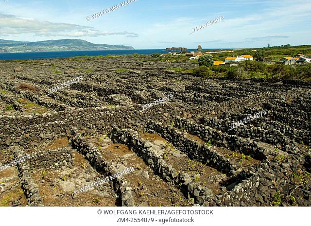 The Landscape of the Pico Island Vineyard Culture (UNESCO World Heritage Site) in springtime protected from the elements by a lava rock wall on Pico Island in...