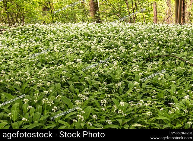 Blooming wild garlic in the Brussels woods around Jette during a hot spring day, Belgium
