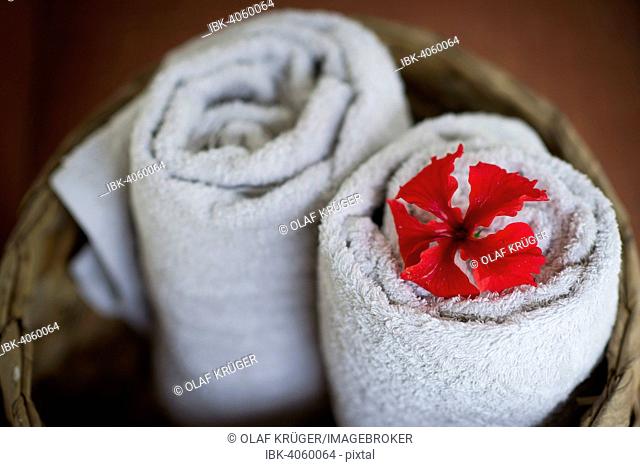 Two rolled white towels in a basket, red hibiscus flower, Ayurvedic Spa, Kerala, India