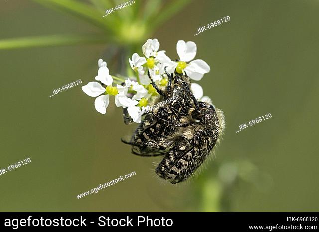Mating of white spotted rose beetle (Oxythyrea funesta), Valais, Switzerland, Europe