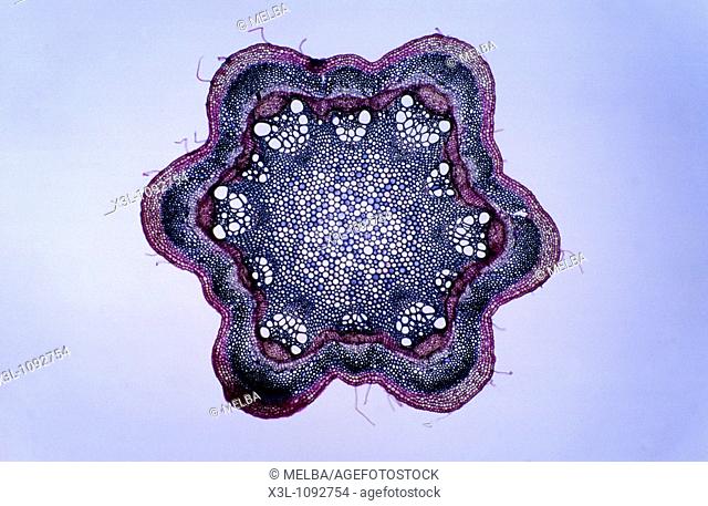 Sclerenchyma  Stem of clematis Cross section  7x