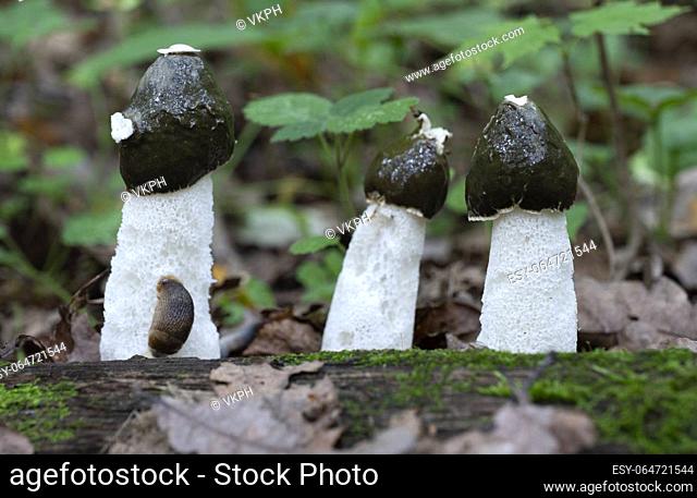 Mushrooms growing in the autumn forest. Phallus impudicus. Close up view