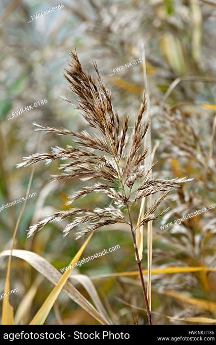 Reeds, Sedge, Phragmites australis, Close up detail outdoor