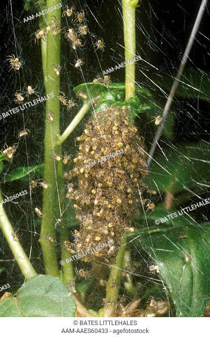 Nursery Web Spider (Pisaurina mira) Virginia