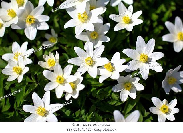 a lot of spring white flowers - anemone nemorosa in garden