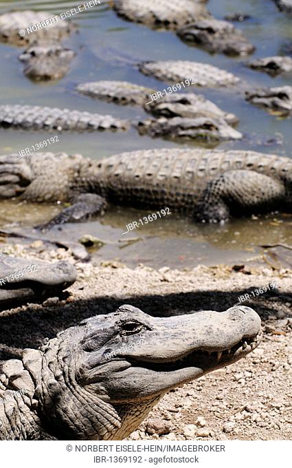 Alligators, Everglades Alligator Farm, Homestead, Miami, Florida, USA