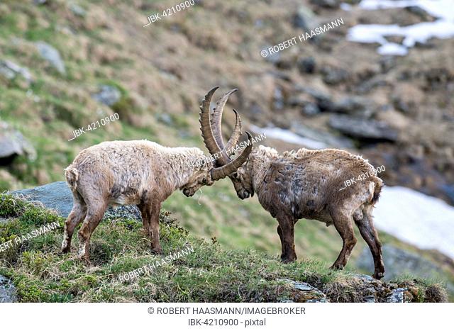 Alpine ibex (Capra ibex), also steinbock or bouquetin, fighting for rank, High Tauern National Park, Carinthia, Austria