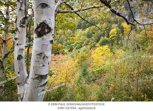 Crawford Notch State Park - Birch tree during the autumn months in the White Mountains, New Hampshire USA