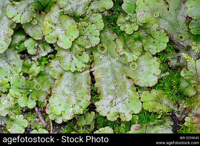 Common Liverwort (Marchantia polymorpha), North Rhine-Westphalia, Germany, Umbrella Liverwort, Europe