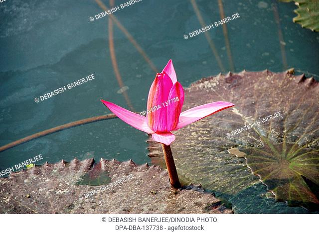 Lily bud flowering in pond