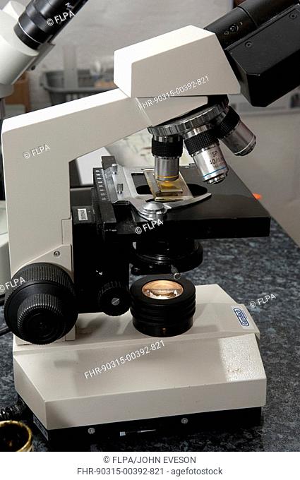 Carrying out fecal egg count in sheep faeces, to check level of parasite infestation, sample under microscope in veterinary surgery, England