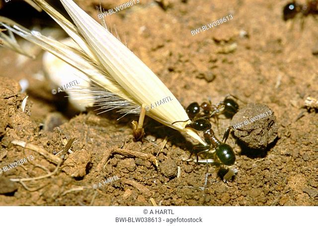 harvester ants Messor spec., female worker carrying seed of wild oat, Croatia, Rovinj