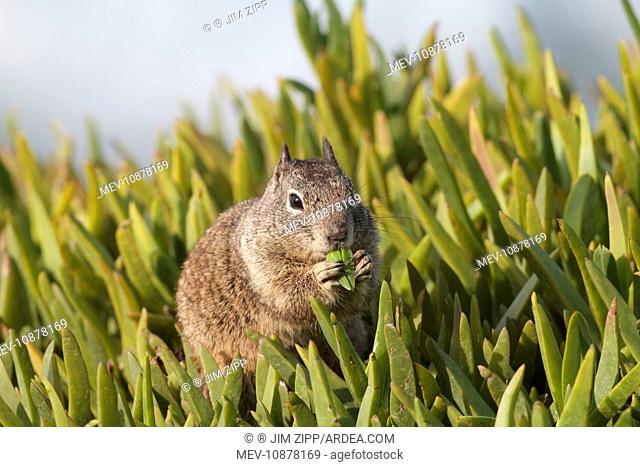 California Ground Squirrel - feeding (Spermophilus beecheyi). Lajolla cliffs in San Diego, California, USA in January