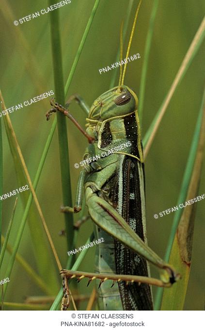Grasshopper - Seronga, polers trust, Okavango delta, Botswana, Africa