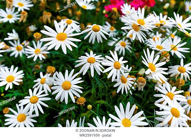 Chamomile flowers - floral background