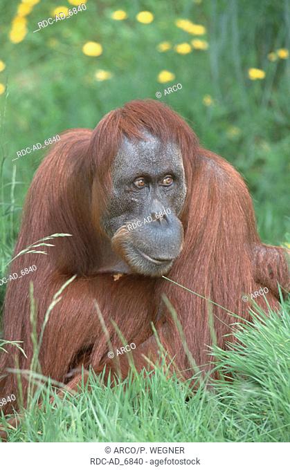 Sumatran Orang Utan female Pongo pygmaeus abelii