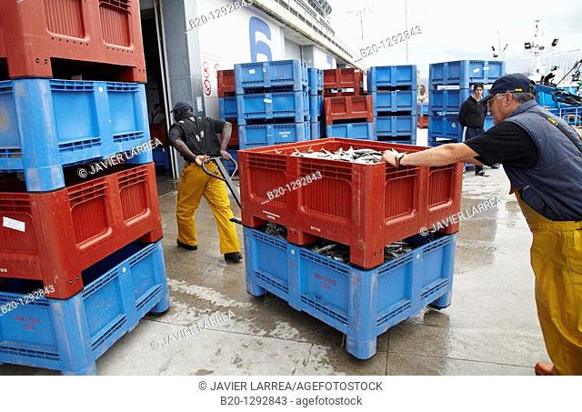 Mackerels, unloading fish at port, Santoña, Cantabria, Spain