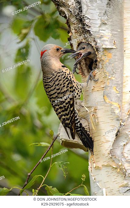 Northern flicker (Colaptes auratus) Adult female feeding young in birch tree nest cavity, Wanup, Ontario, Canada