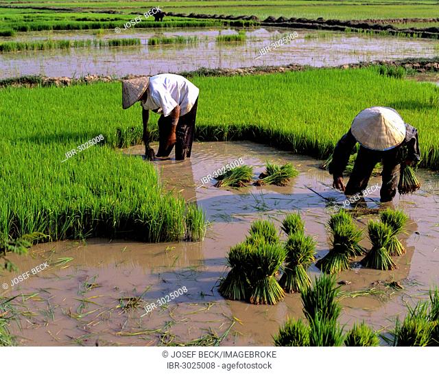 Workers in a rice paddy, rice cultivation