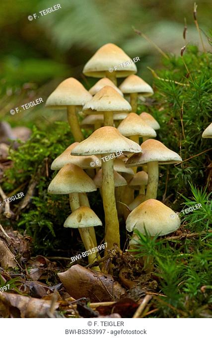 sulphur tuft (Hypholoma fasciculare), many fruiting bodies on mossy tree snag, Germany