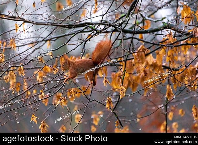 Acrobatic foraging of a squirrel