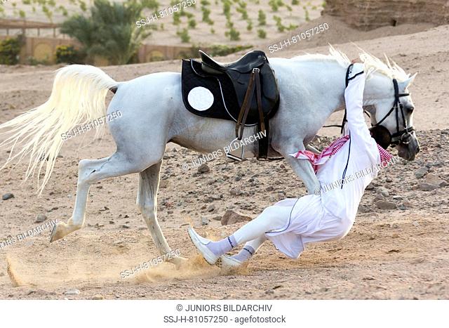 Arabian horse. Rider falling off a white stallion. Egypt