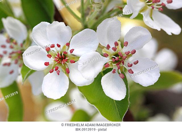 Williams Christ, cultivar of the Common Pear (Pyrus communis), blossoms, North Rhine-Westphalia, Germany