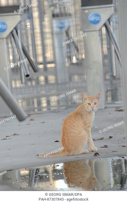 A cat sits near the turnstiles of the entrance area at the Maracana Stadium in Rio de Janeiro, Brazil, 17 January 2017. The stadium is currently closed and in a...