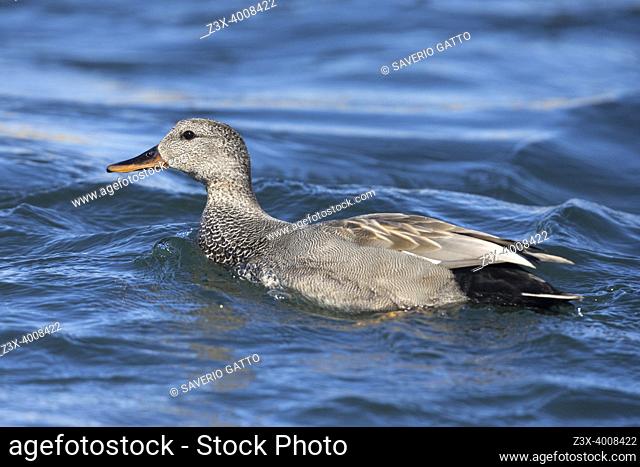 Gadwall (Mareca strepera), side view of an adult male swimming in the water, Northeastern Region, Iceland