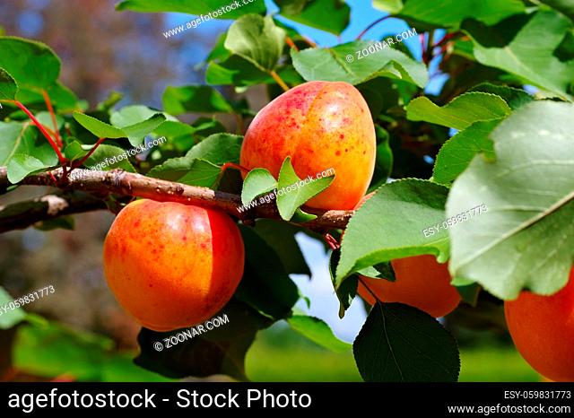 reife Aprikosen am Baum - ripe apricot fruits on the tree