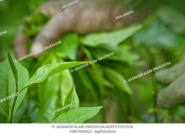 The shape of the leaf, and the color. The shape varies for different kinds of tea. Tea bud and leaves at Evening light in Tea plantations, Moulovibazar