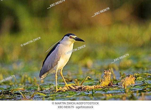 Black-crowned Night Heron Nycticorax nycticorax in the Danube Delta, a UNESCO world heritage and Ramsar site  Night herons waiting motionless on or near the...
