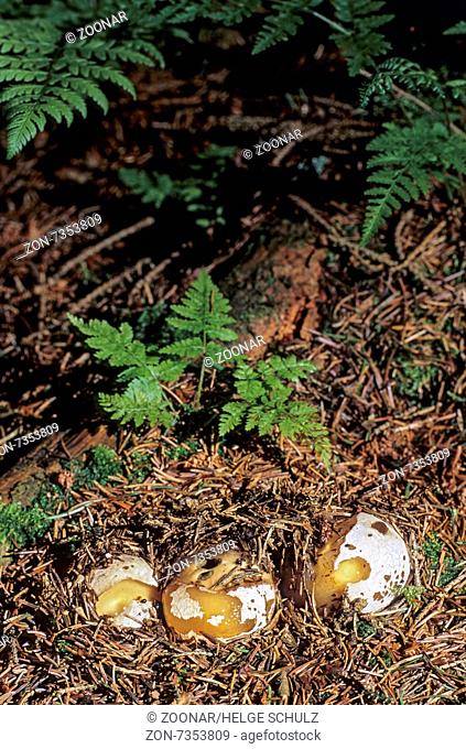 Stinkhorn in juvenile stage called witchs egg
