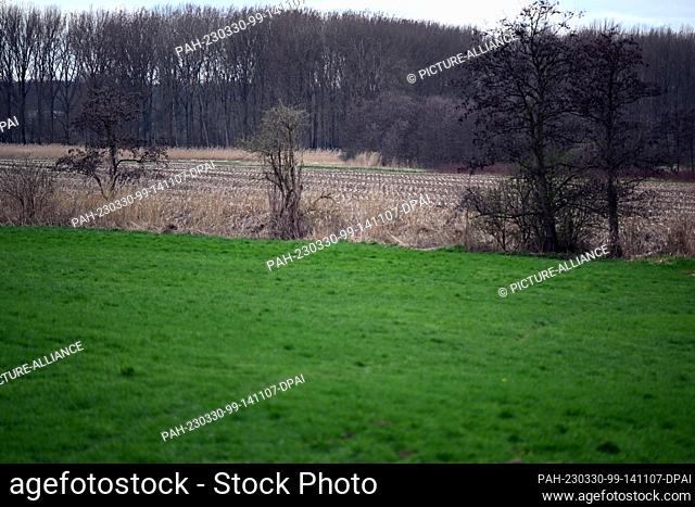 29 March 2023, North Rhine-Westphalia, Meerbusch: The Rheinaue near Meerbusch. The partially undressed body of a 50-year-old woman was found in a cornfield 31...