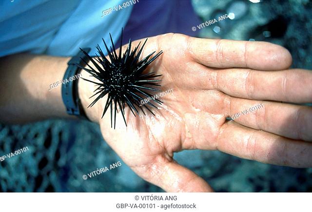 Sea urchin hand Xaréu Pedra; Pernambuco; Brazil