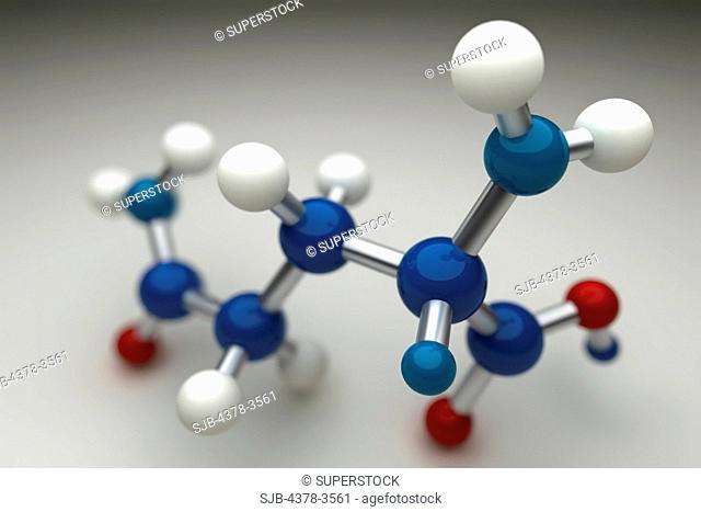 A molecular model of glutamine