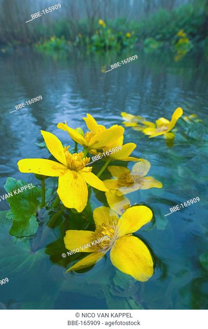 marsh marigold partly submerged in a tidal forest in the Dutch delta at hightide