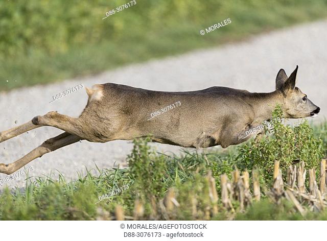 France, Bas Rhin (67), small game hunting, European roe deer (Capreolus capreolus), a roe deer female crosses the row of hunters