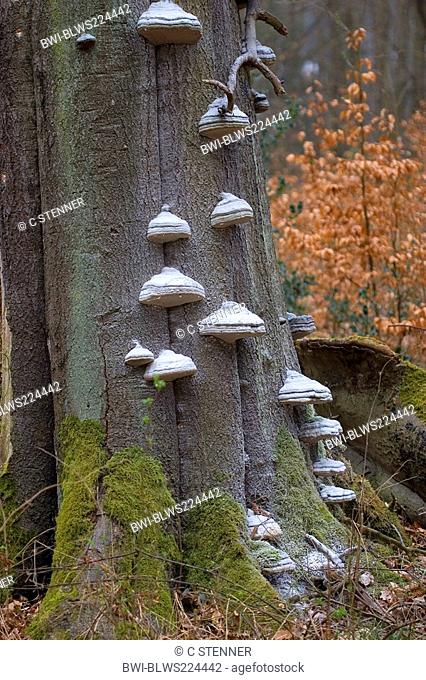 hoof fungus, tinder bracket Fomes fomentarius, fruiting bodies, Germany, North Rhine-Westphalia