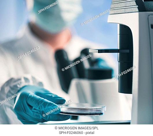 Microbiologist using light microscope