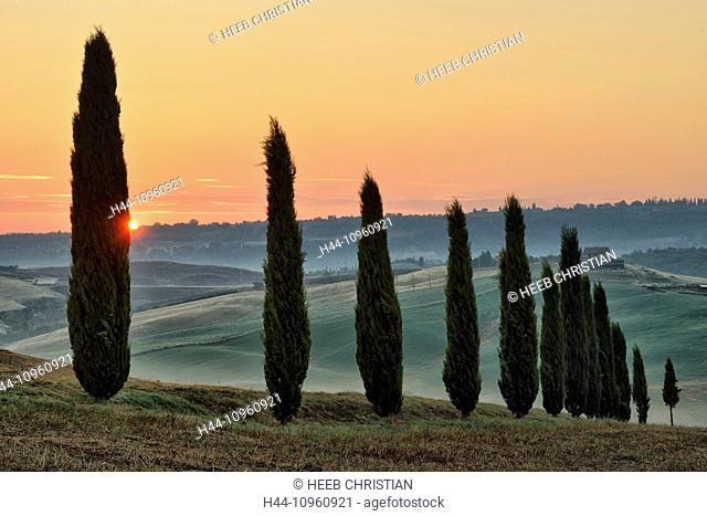 Europe, mediterranean, italian, Italy, Tuscany, Siena Province, Morning, early, mood, mist, fog, morning fog, trees, landscape, valley, country, countryside