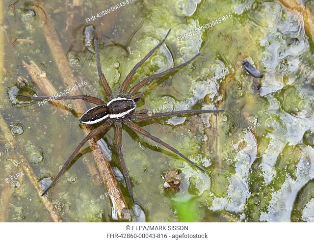 Fen Raft Spider Dolomedes plantarius adult, walking on water, Wem Moss, Shropshire, England