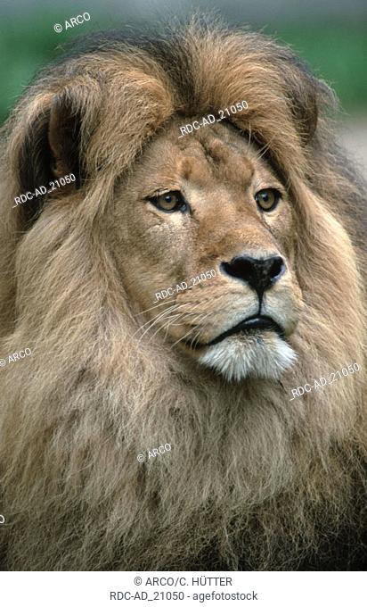 African Lion male Panthera leo